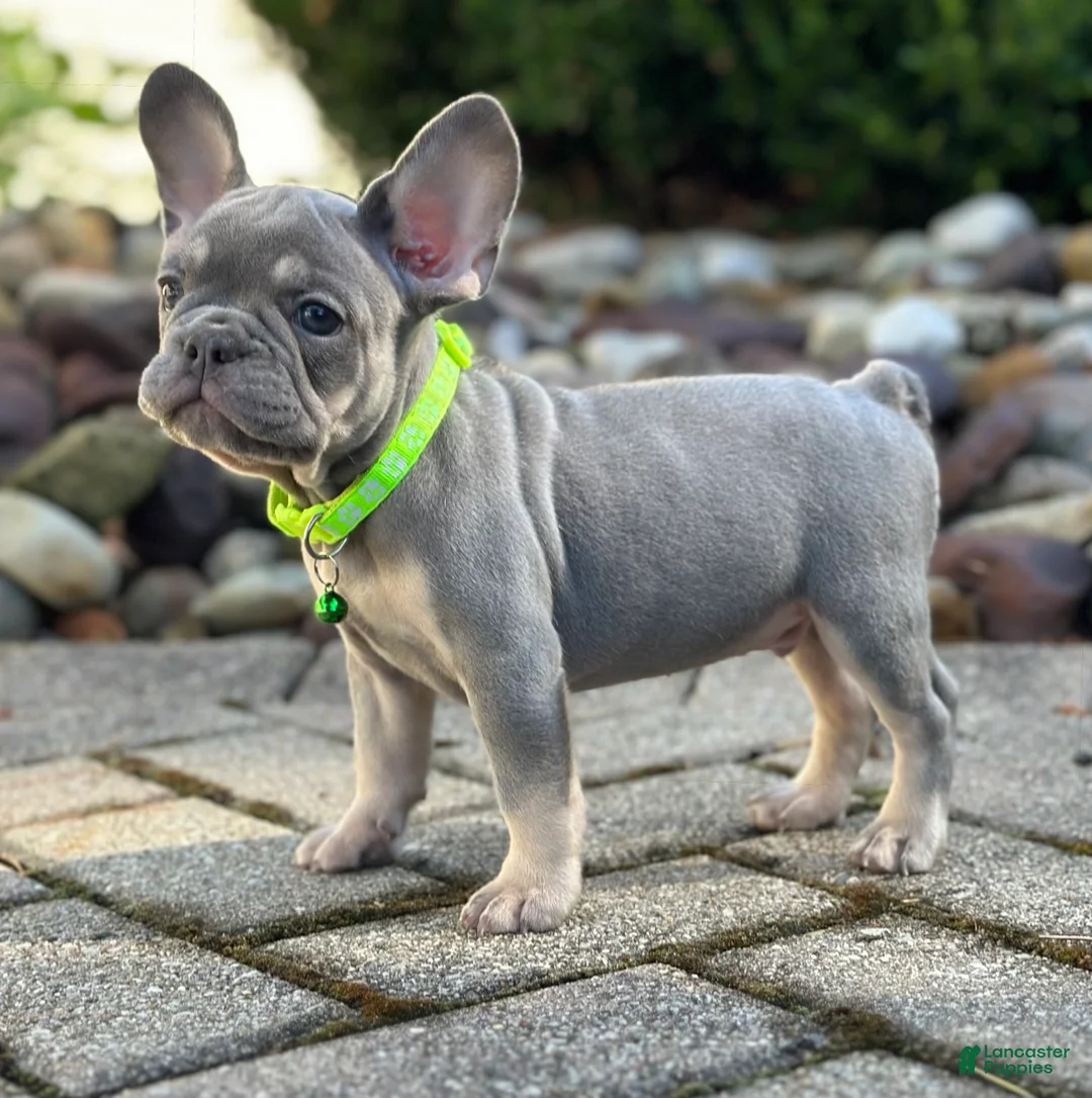 French Bulldog dogs for sale: Teddy Video ad - Ad 1