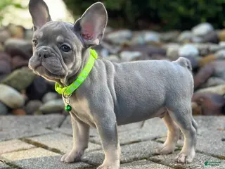 French Bulldog dogs for sale: Teddy Video ad - Ad 1
