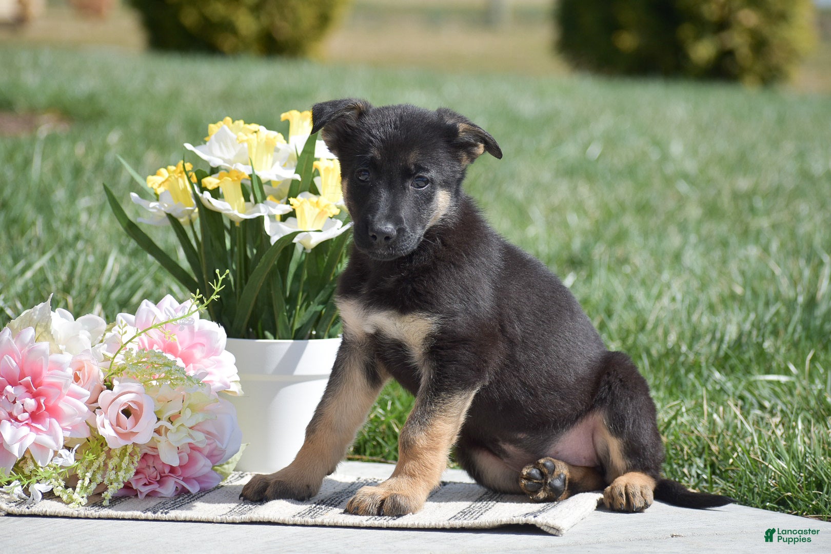 German Shepherd dogs Rita - Ad 2