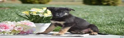 German Shepherd dogs for sale: Rita - Ad 2