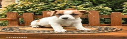 Mixed Breed dogs for sale: Rinty - Ad 1