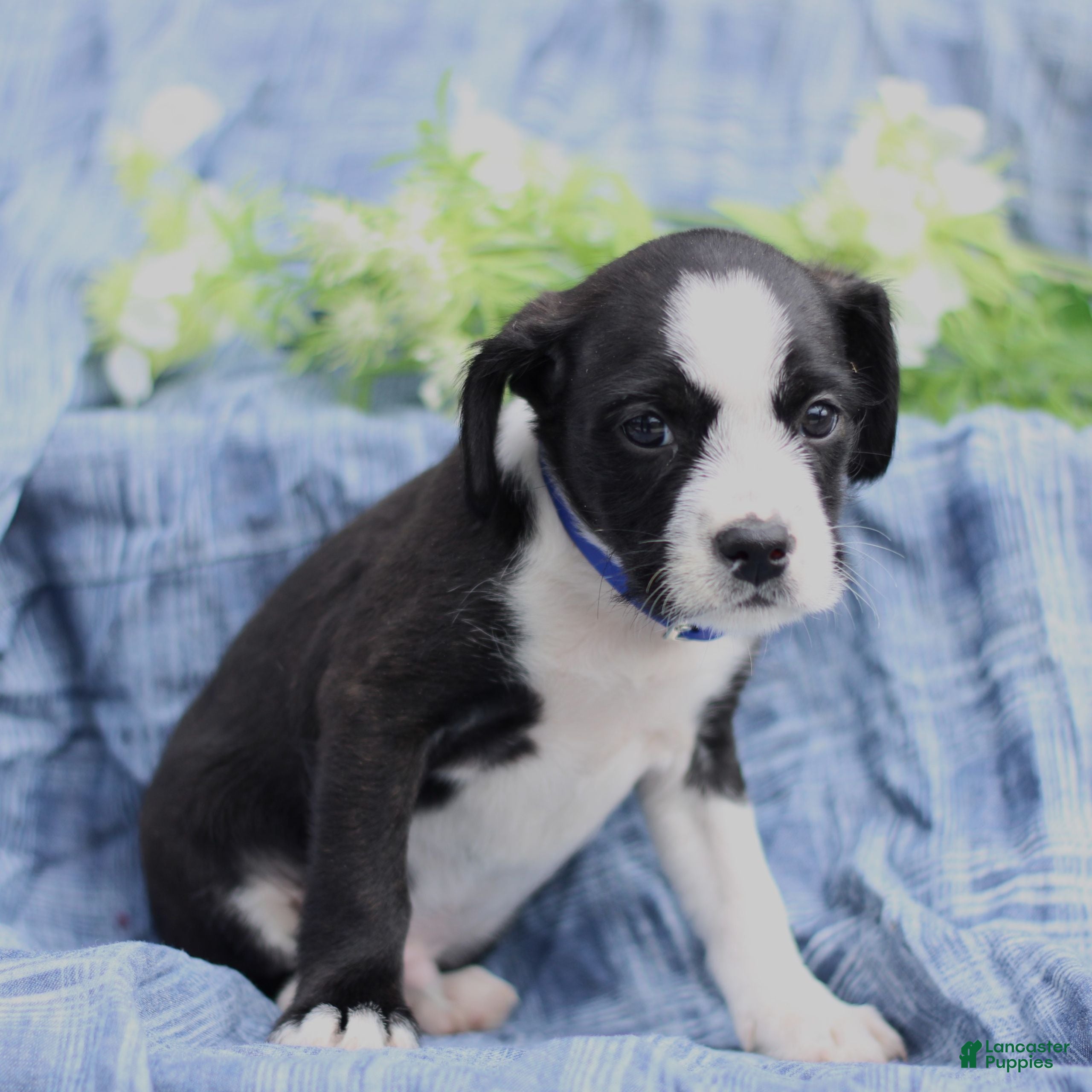 Mixed Breed dogs Kevin  - Ad 1