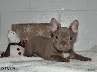 Frenchton dogs Denver - Ad 3