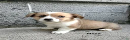 Welsh Corgi Pembroke dogs for sale: Mesa  - Ad 2
