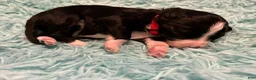 Aussiedoodle dogs for sale: Ol’ Red (Red) - Ad 7