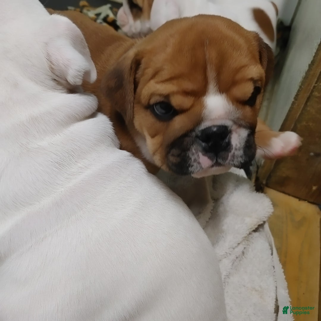 English Bulldog dogs for sale: Frankie - Ad 5