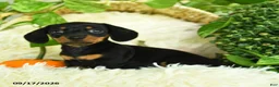 Miniature Dachshund dogs for sale: Sparky - Ad 5