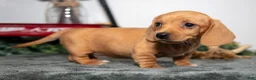 Miniature Dachshund dogs for sale: Duchess - Ad 3