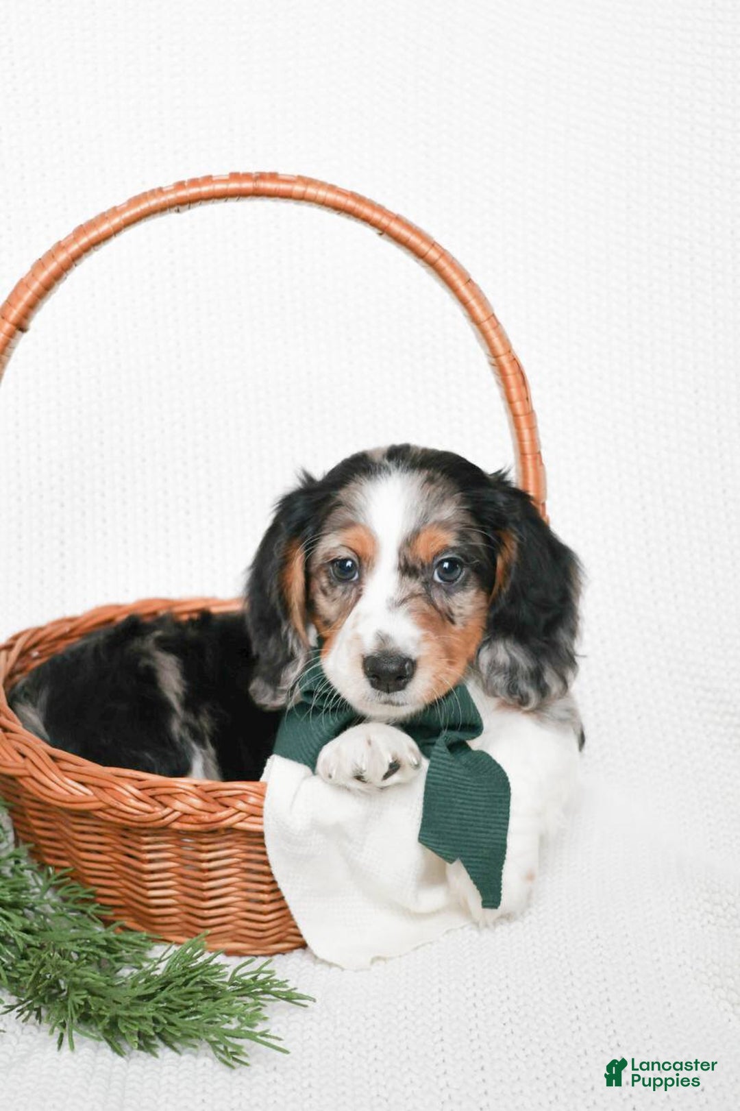 Miniature Dachshund dogs for sale: Miniature Dachshund Puppy 1 - Ad 4