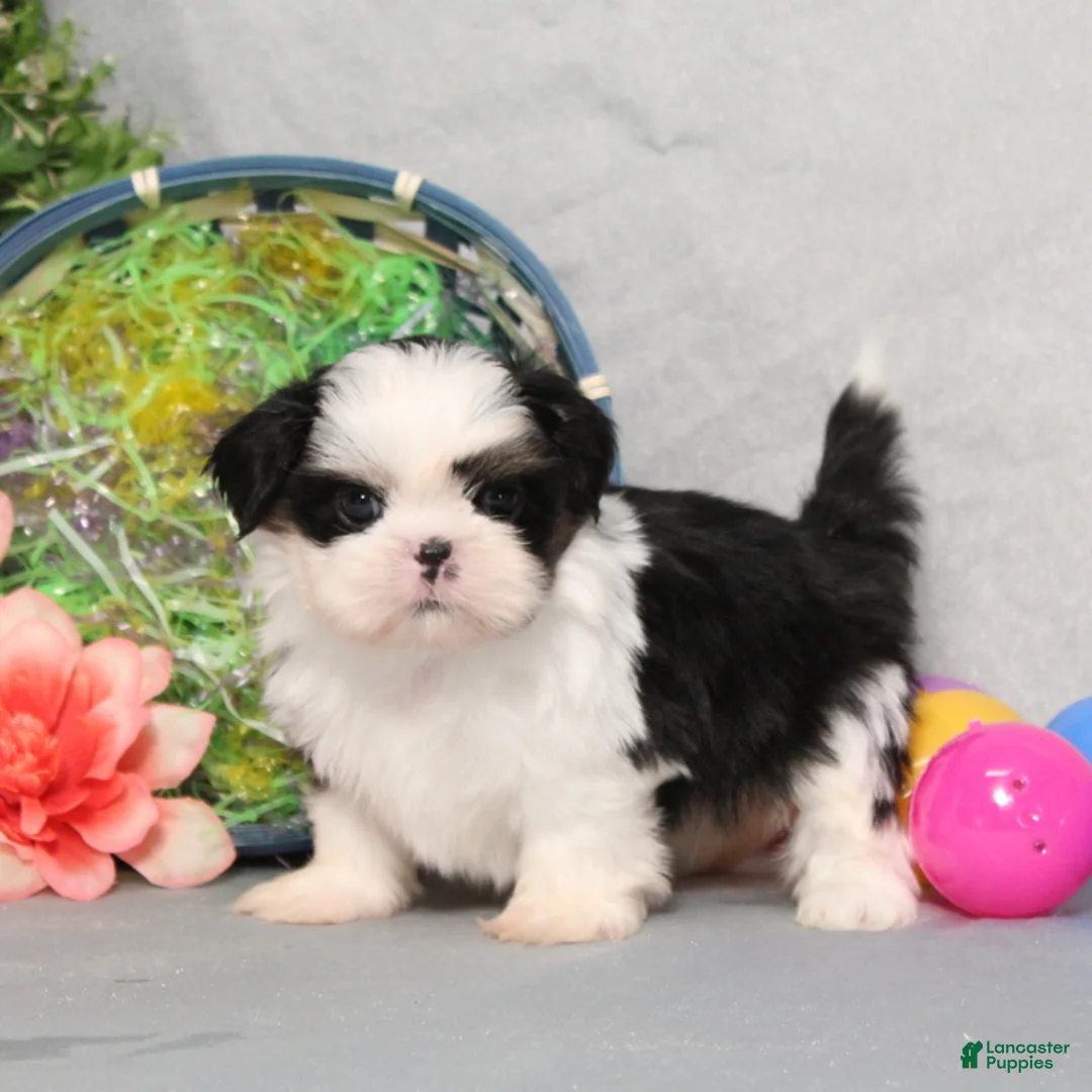 Shih Tzu dogs for sale: Jaxon  - Ad 1