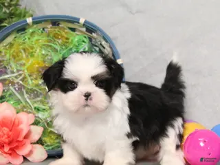 Shih Tzu dogs for sale: Jaxon - Ad 2