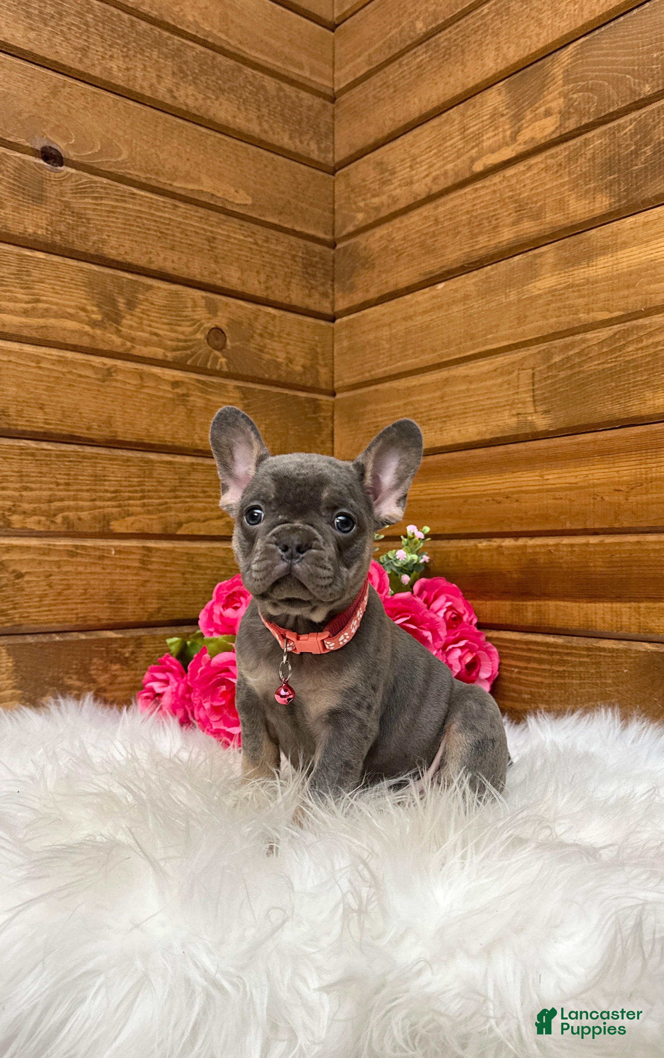 French Bulldog dogs Beau - Ad 2