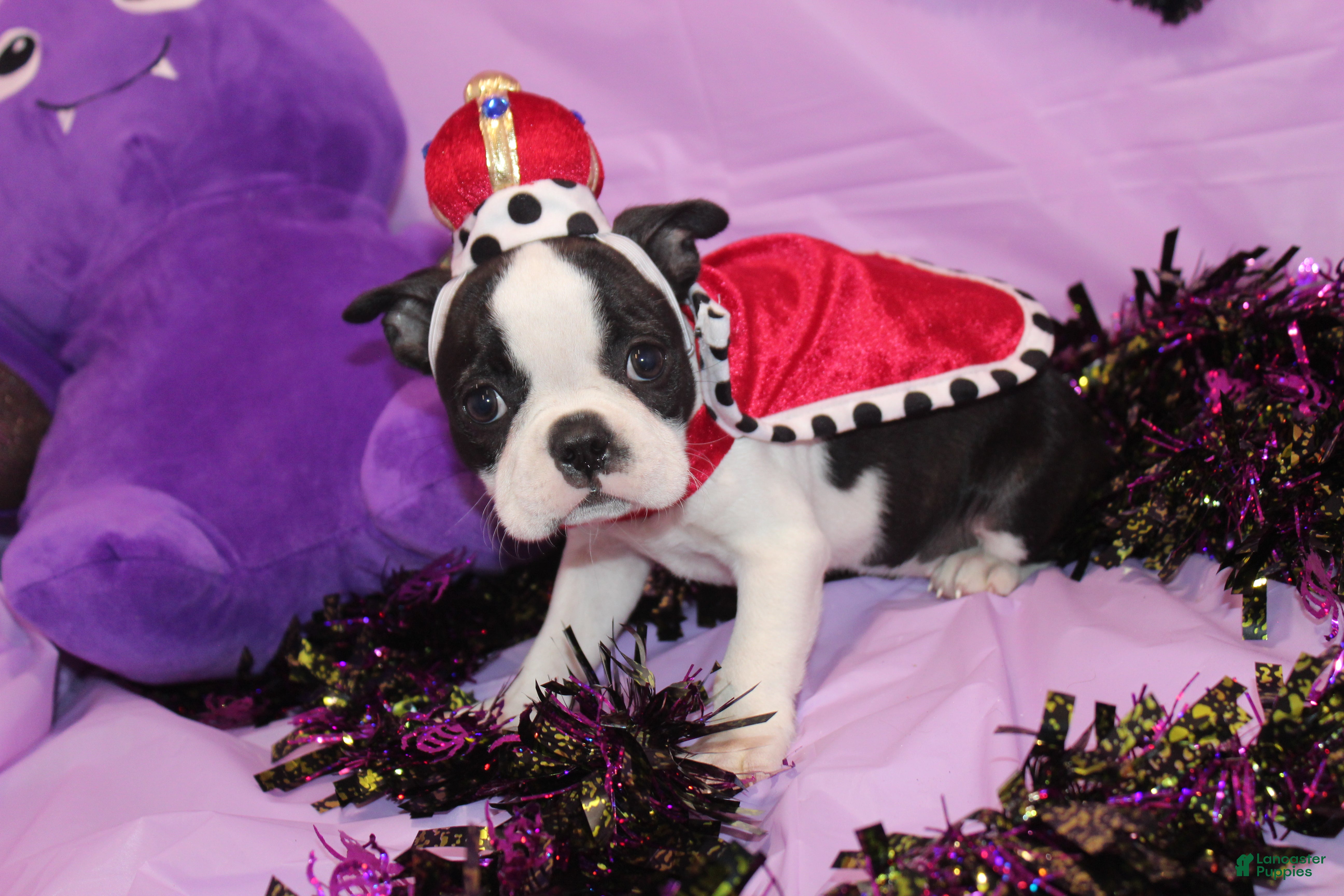Boston Terrier dogs for sale: Lumi Your Sweet, Laid-Back Little Cuddle Bug - Ad 2