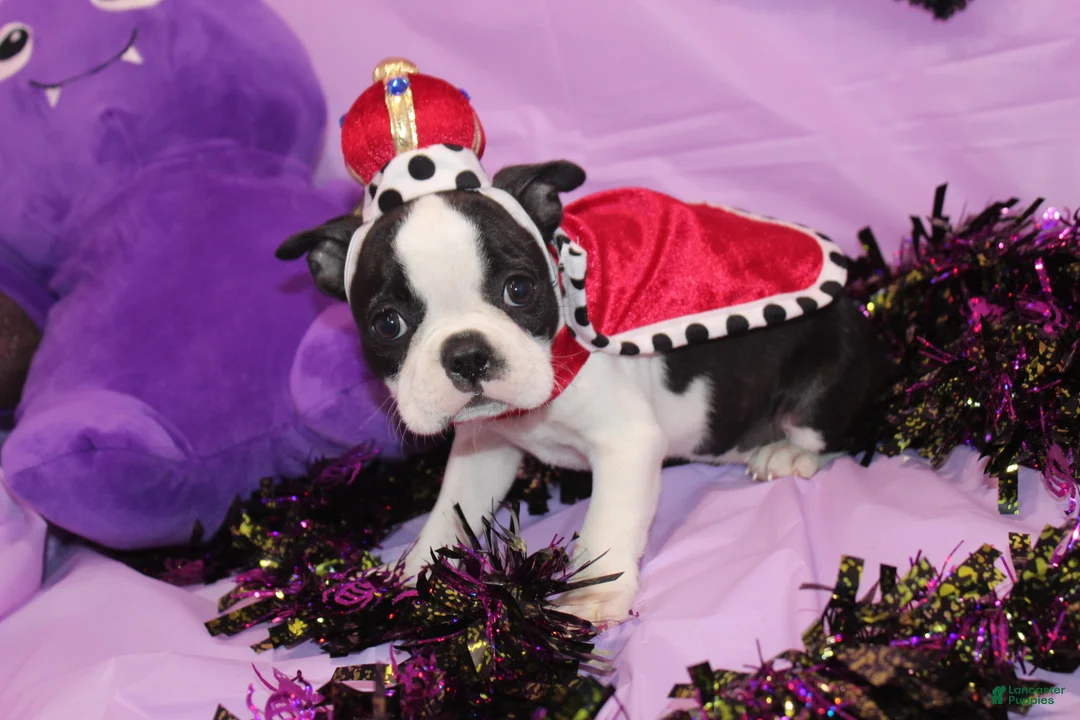 Boston Terrier dogs for sale: Lumi Your Sweet, Laid-Back Little Cuddle Bug - Ad 1