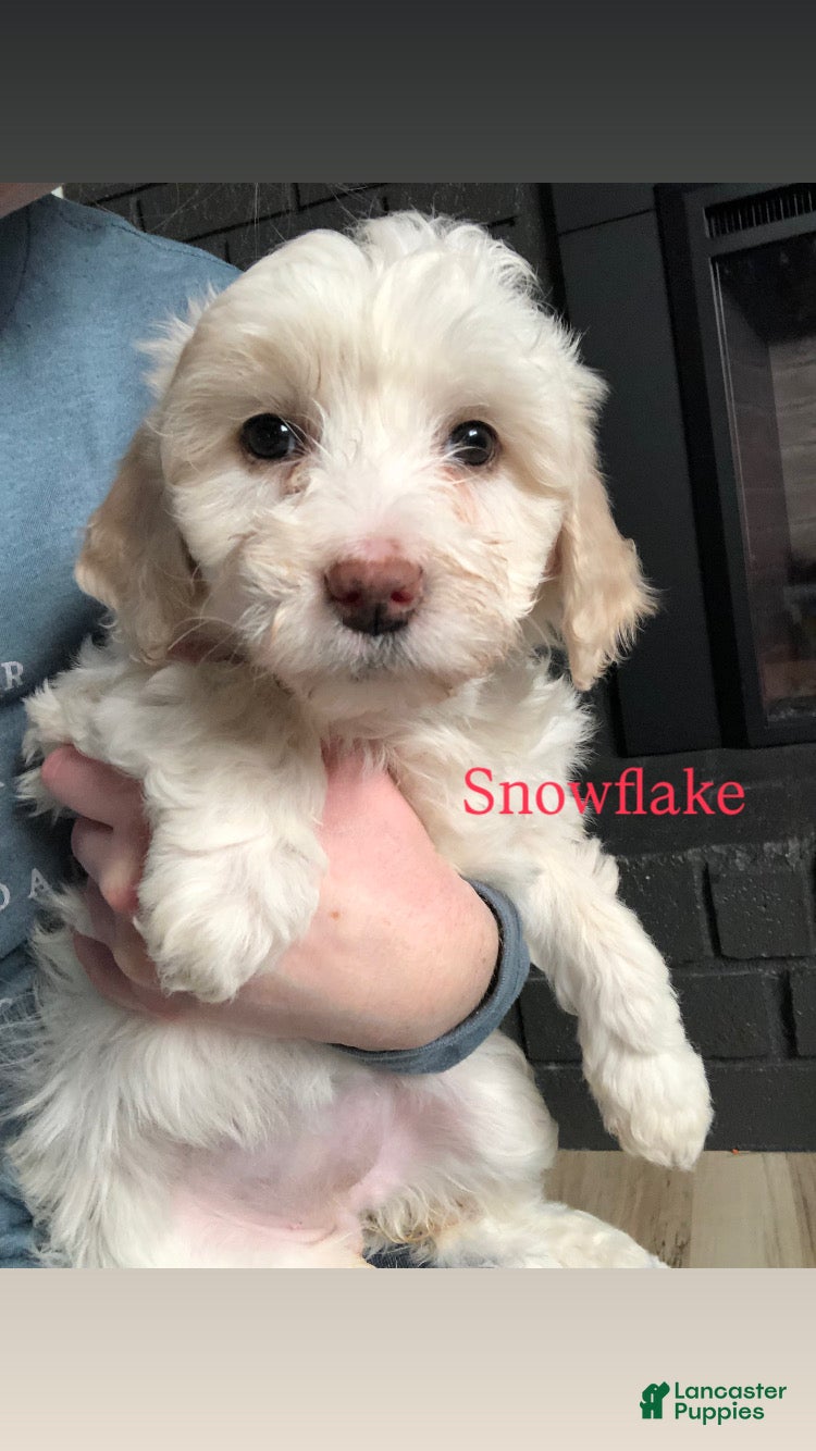 Aussiedoodle dogs Snowflake  - Ad 25