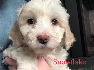 Aussiedoodle dogs Snowflake - Ad 18