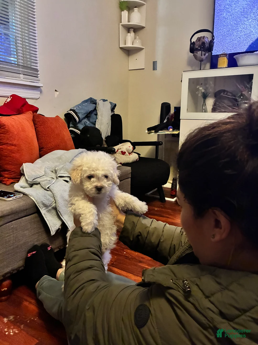 Mixed Breed dogs for sale: Mixed Breed Puppy 1 - Ad 3