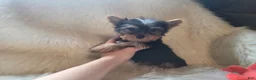 Yorkshire Terrier dogs for sale: Yorkshire Terrier Puppy 1 - Ad 1