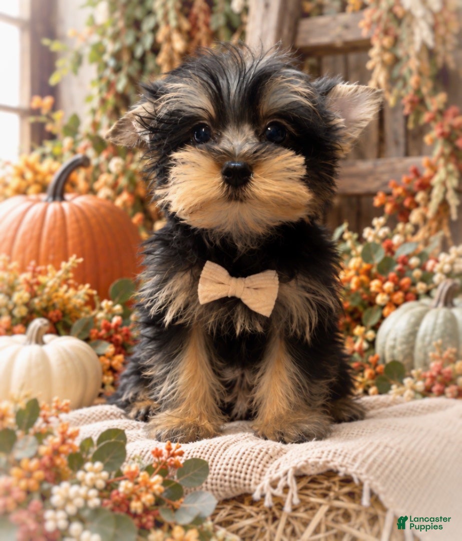 Yorkshire Terrier dogs Tino 2.8lbs on 10/7 - Ad 41