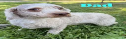 Cavapoo dogs for sale: Maggie - Ad 8