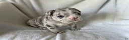 French Bulldog dogs for sale: Blake- MALE - Ad 3