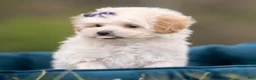 Maltipoo dogs for sale: Sugar - Ad 2