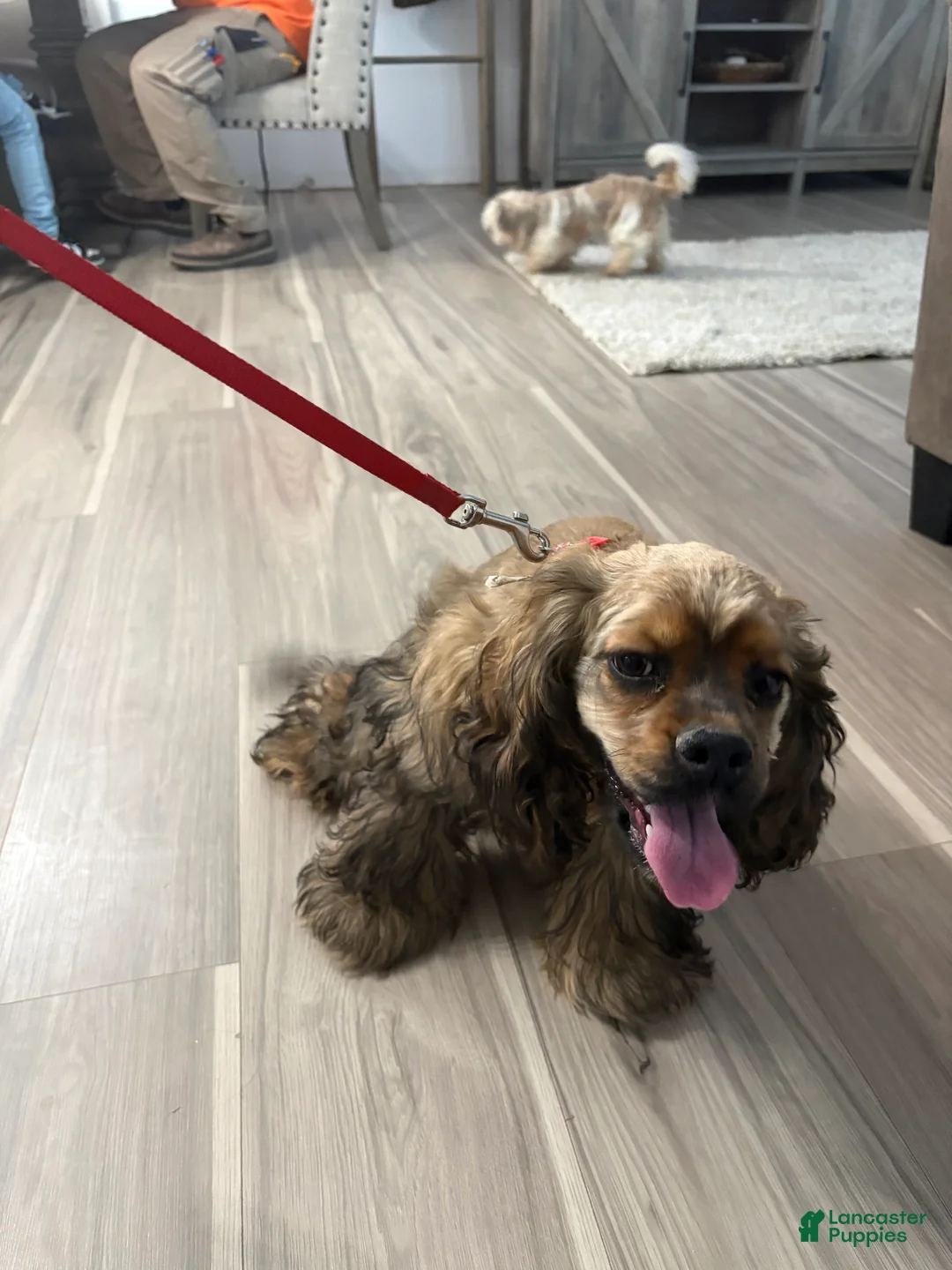 Cocker Spaniel dogs for sale: Cocker Spaniel Puppy 6 - Ad 2