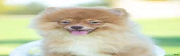 Pomeranian dogs for sale: Waylon AKC - Ad 5