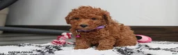 Bichpoo dogs for sale: Trixie - Ad 7