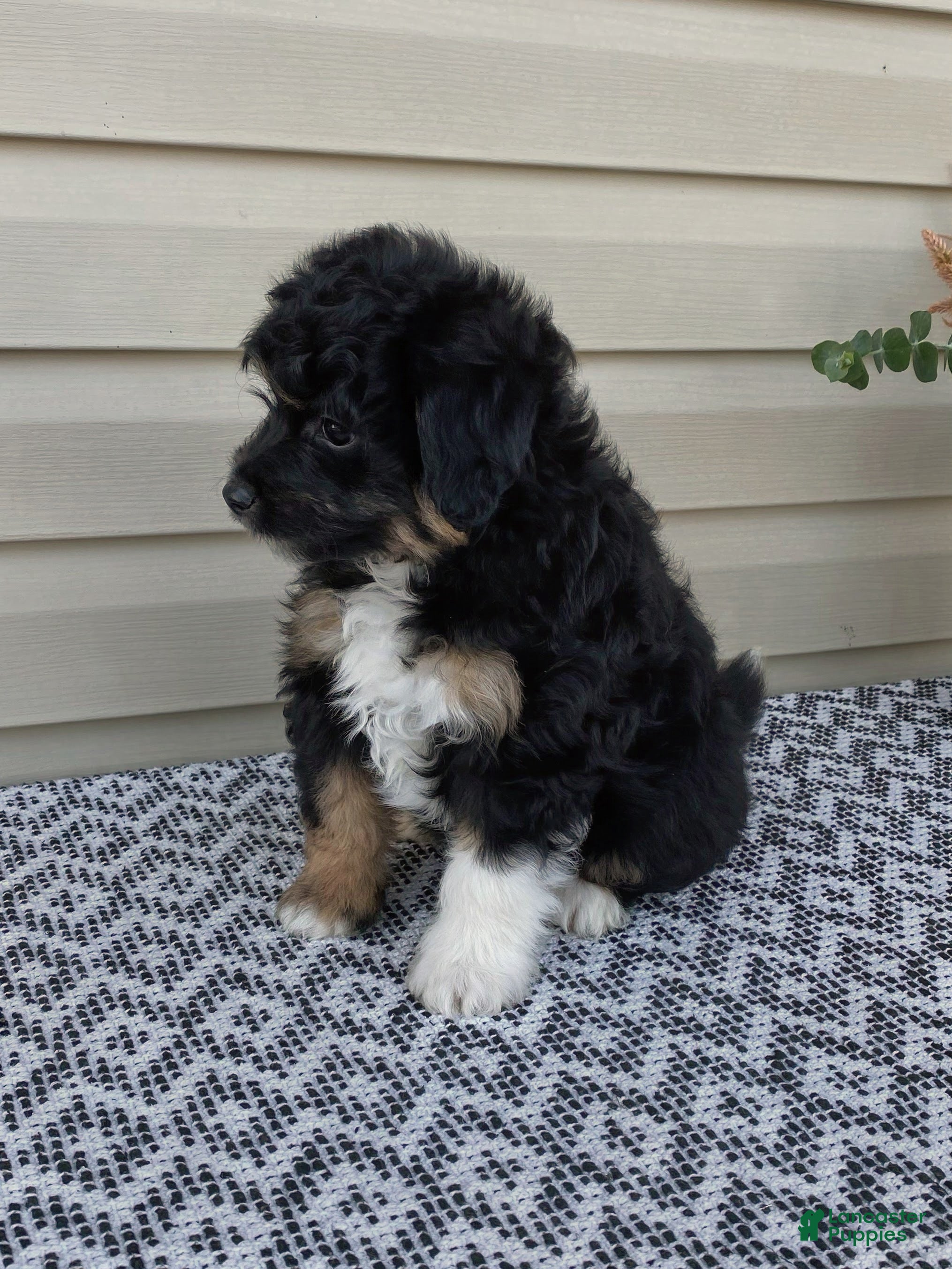 Mini Aussiedoodle dogs Parker - Ad 2
