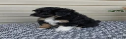 Mini Aussiedoodle dogs for sale: Parker - Ad 2