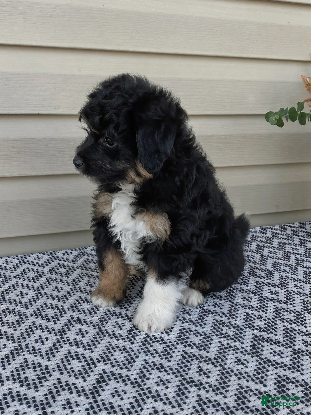 Mini Aussiedoodle dogs for sale: Parker - Ad 2