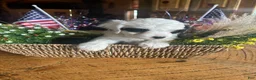 Sheepadoodle dogs for sale: John  - Ad 3