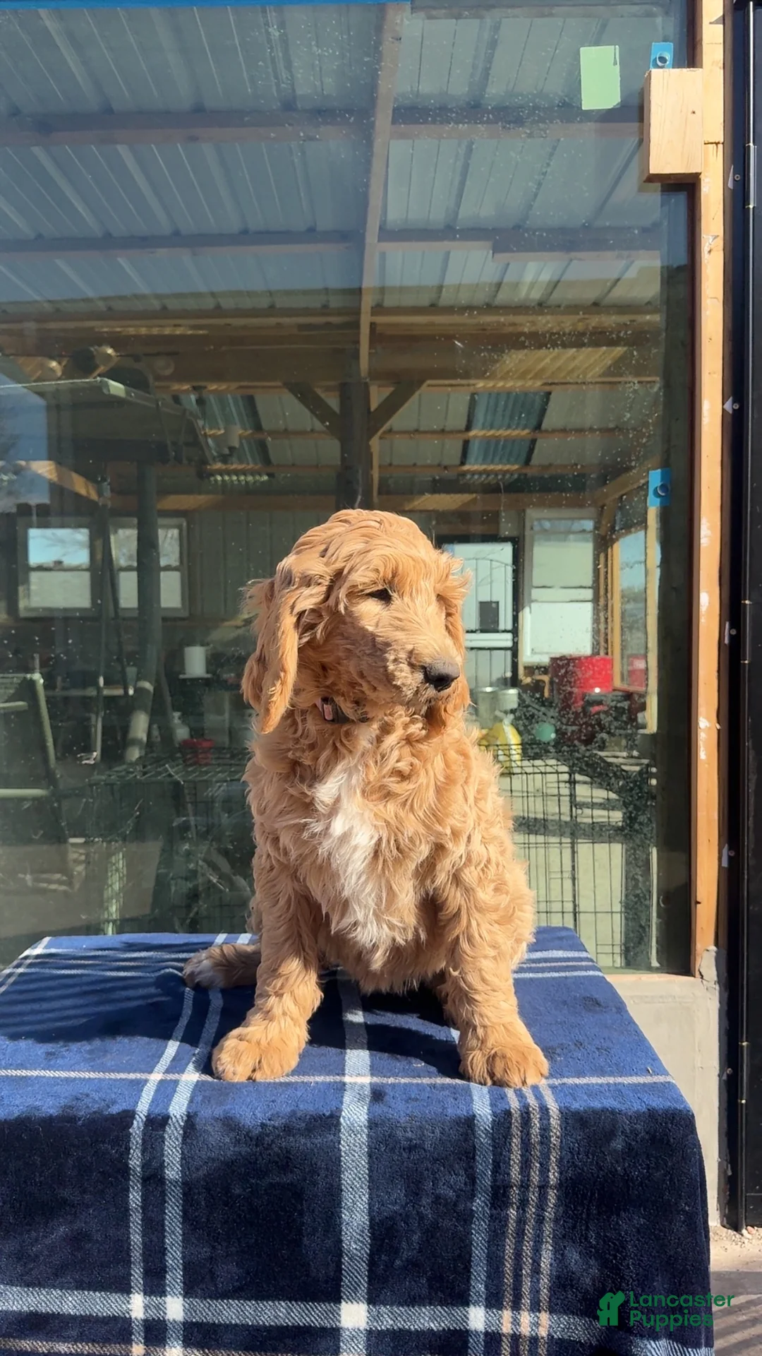 Goldendoodle dogs for sale: Luna - Ad 2