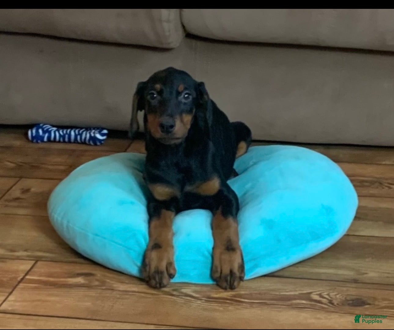 Doberman Pinscher dogs Zeus - Ad 24