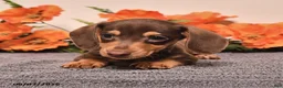Miniature Dachshund dogs for sale: Ike - Ad 3