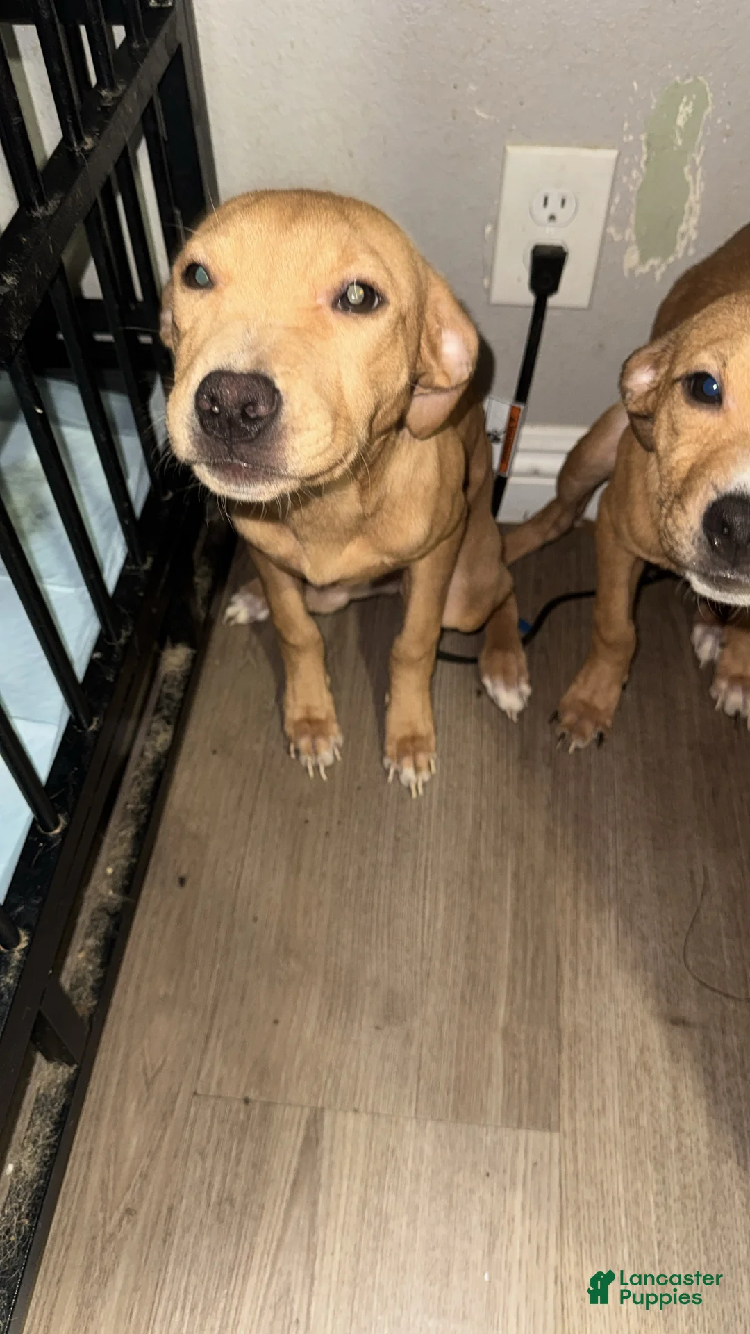 Mixed Breed dogs for sale: Baby - Ad 1