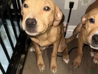 Mixed Breed dogs Baby - Ad 35