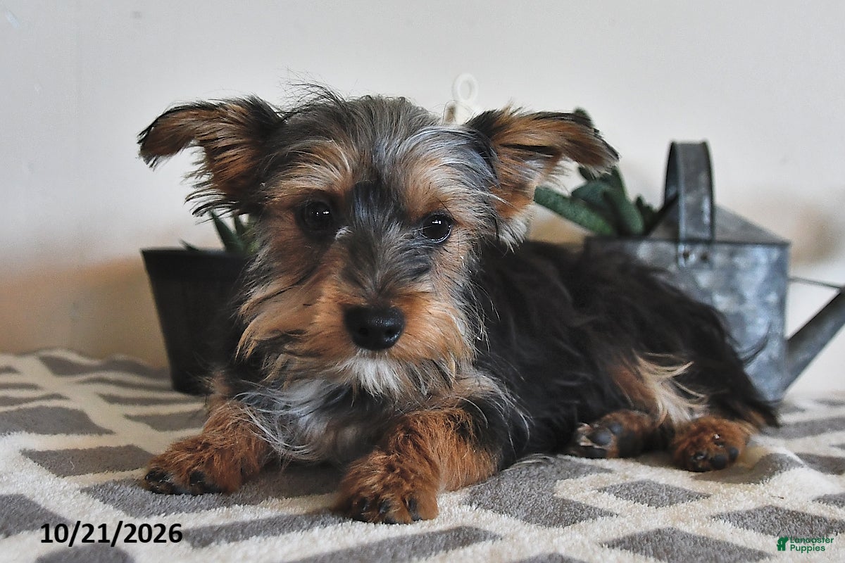 Mixed Breed dogs Raymond - Ad 2
