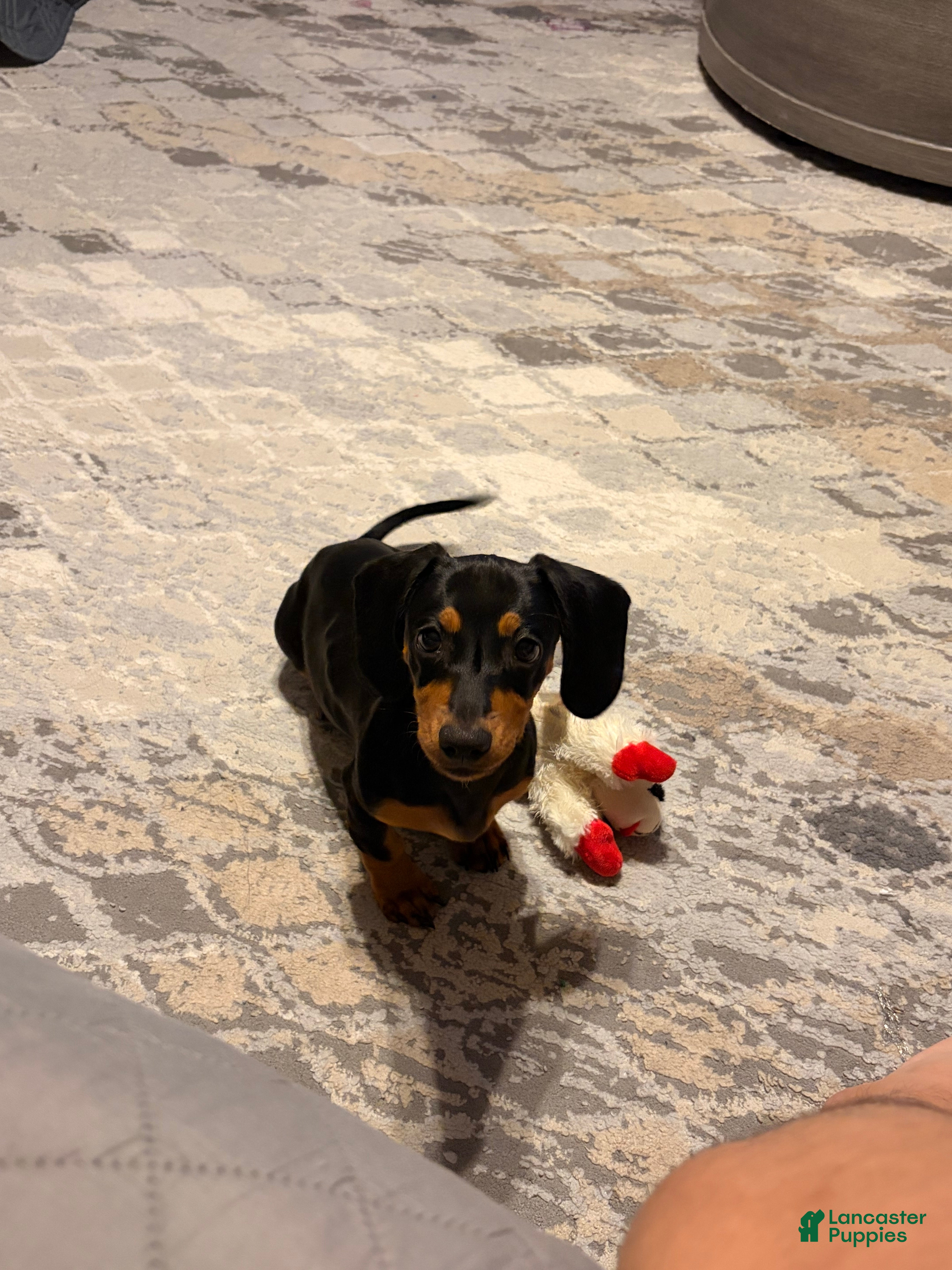 Miniature Dachshund dogs Franky  - Ad 33