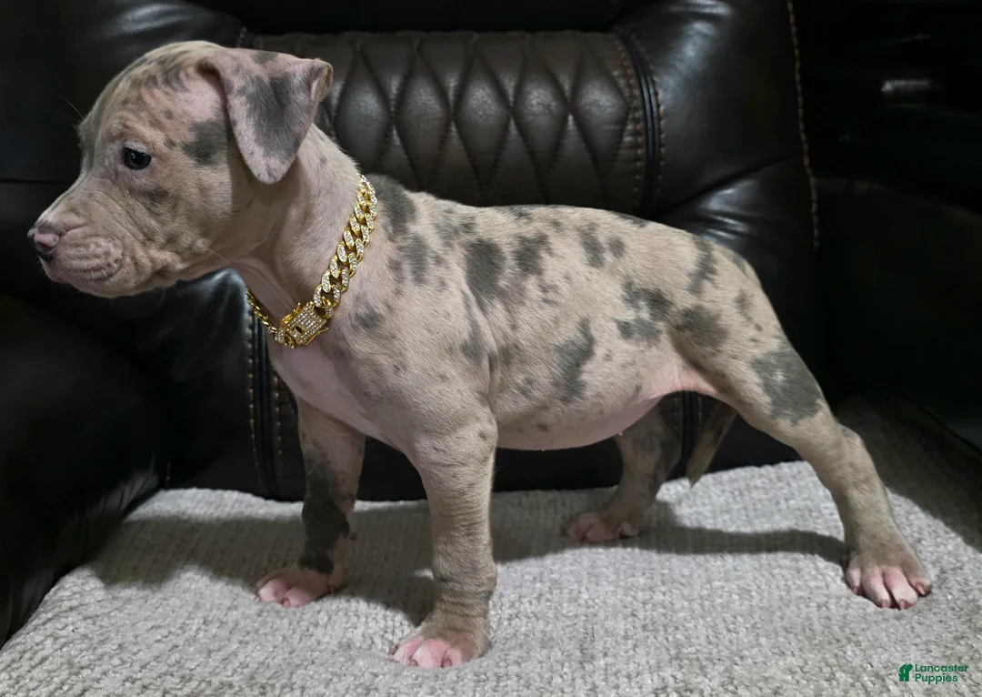 American Pit Bull Terrier dogs for sale: Zula - Ad 3
