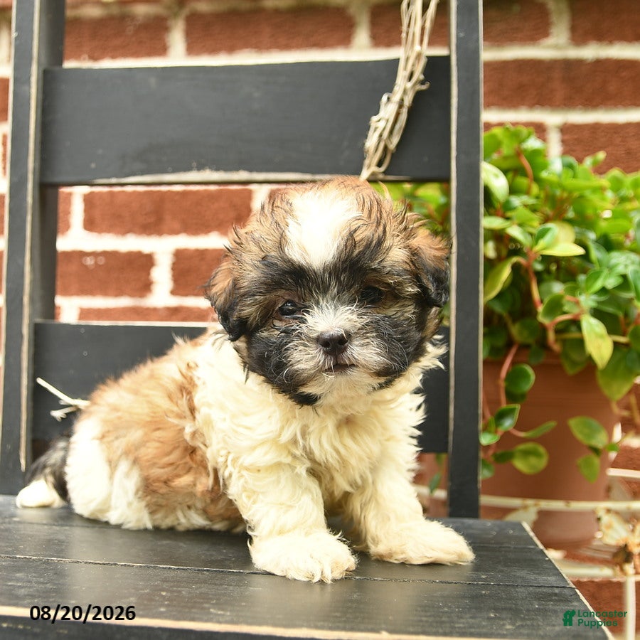 Malshi dogs Coco  - Ad 2