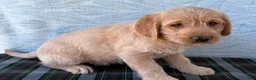 Labradoodle dogs for sale: Labradoodle 5 - Ad 2