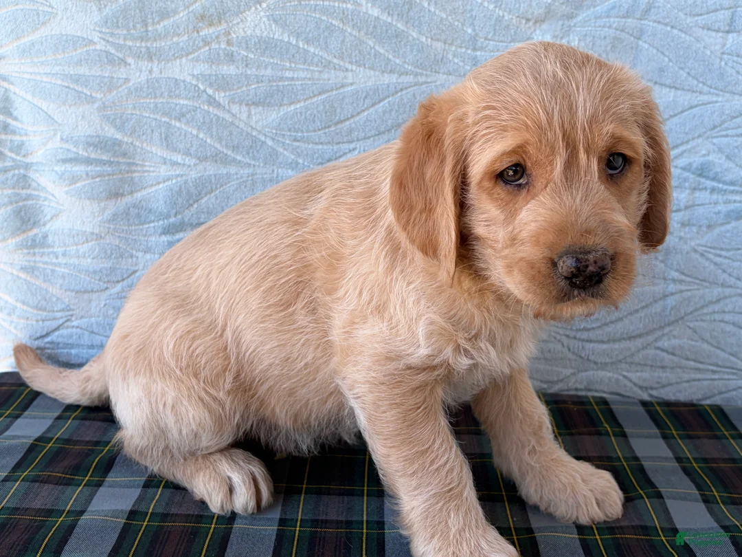 Labradoodle dogs for sale: Labradoodle 5 - Ad 2