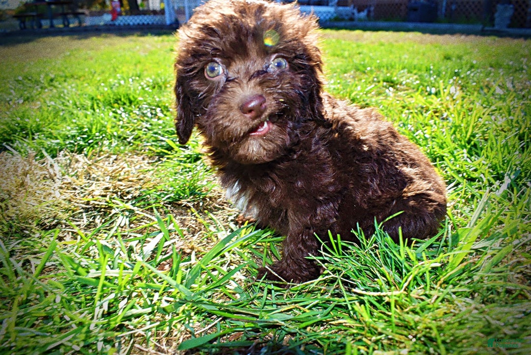 Havapoo dogs for sale: Itsy - Ad 12