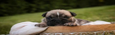 Winnie English Bulldog 