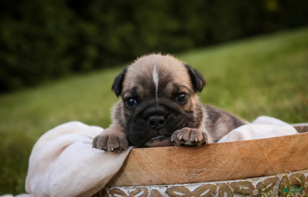 English Bulldog dogs for sale: Winnie English Bulldog  - Ad 1