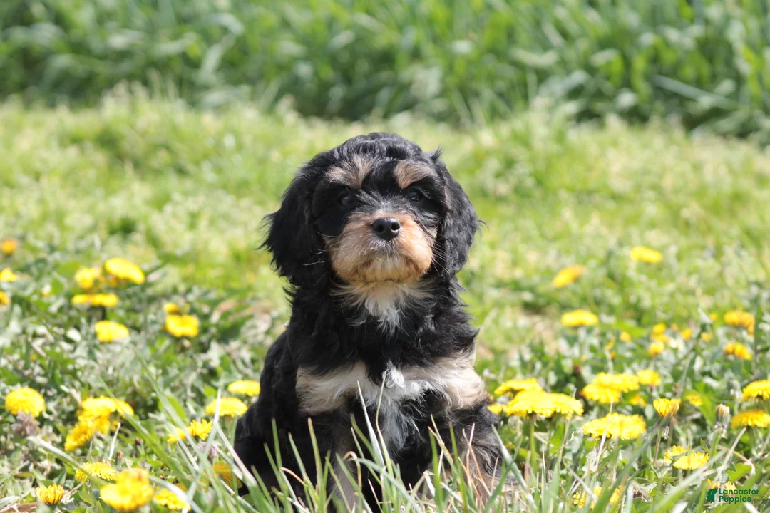 Cavapoo dogs for sale: Chance - Ad 1