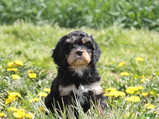 Cavapoo dogs for sale: Chance - Ad 2
