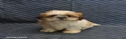 Shih Tzu dogs for sale: Peter - Ad 4